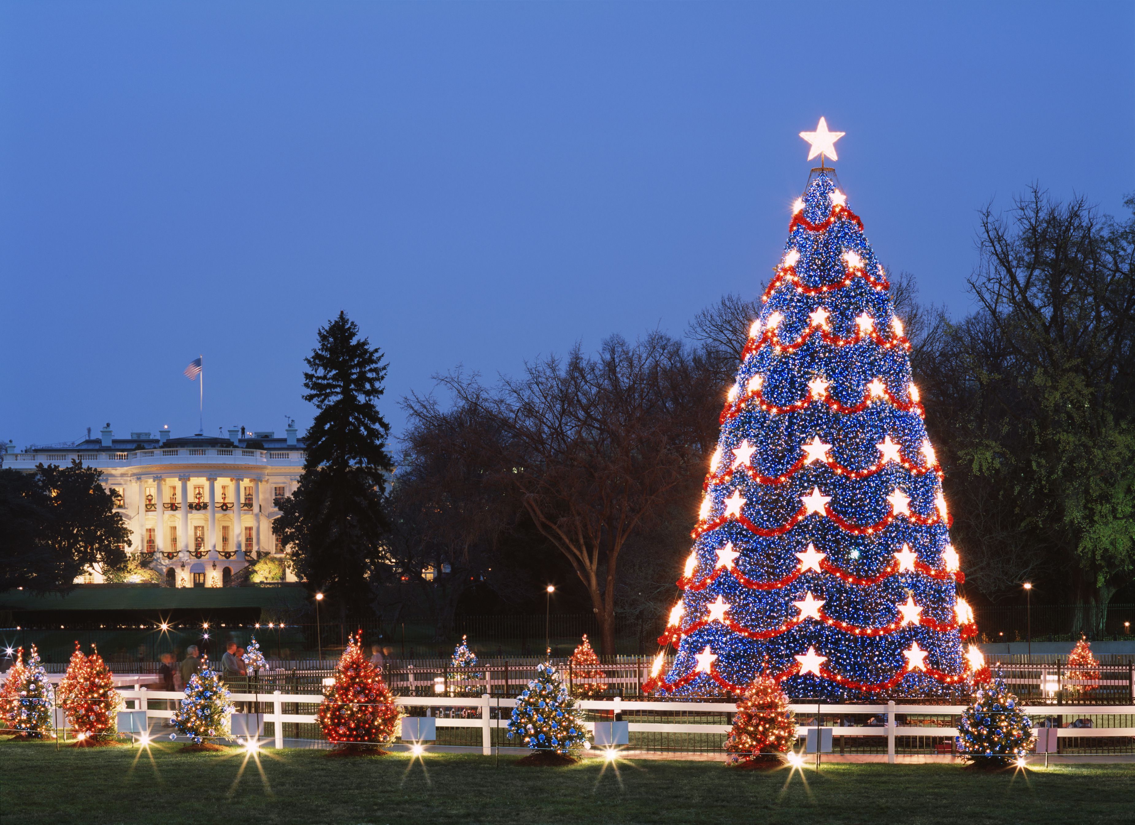 Quando Si Fa L Albero Quando Si Fa l’Albero di Natale e Quando Toglierlo? - IRPOT è un brand